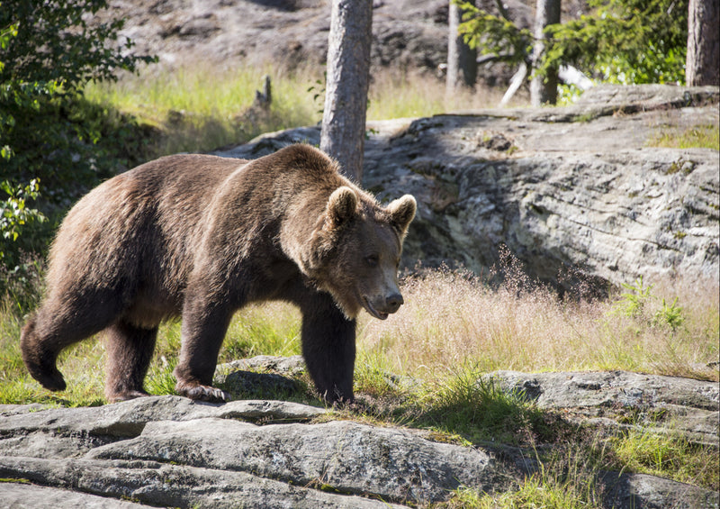 74711 Natur - Braunbär