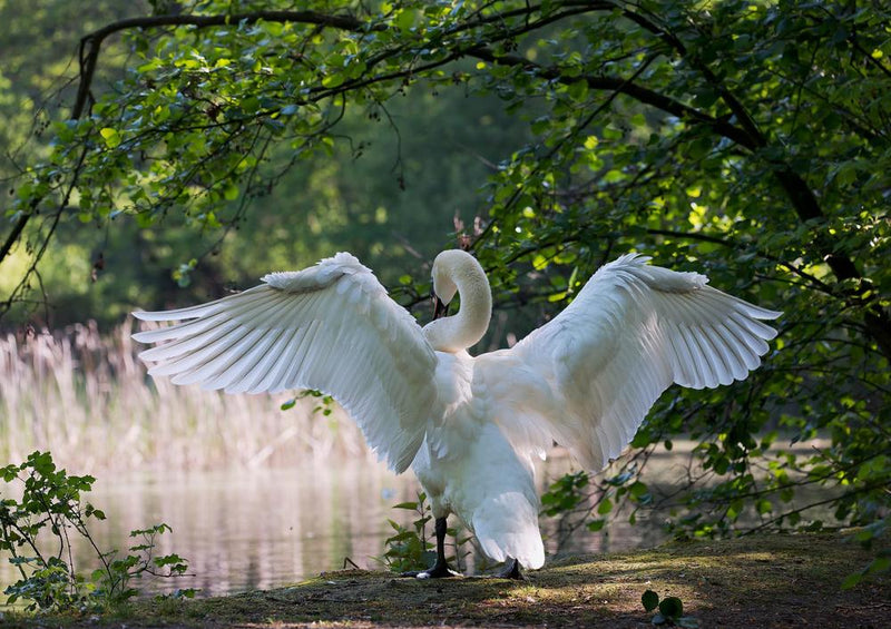 18078 Tierwelt - Schwan