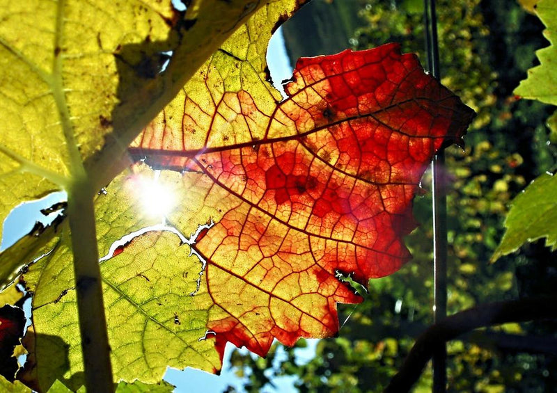 22789 Natur - Weinbergblatt