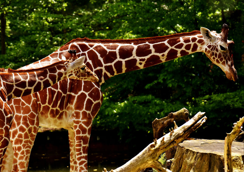 82425 Tierwelt - Giraffen