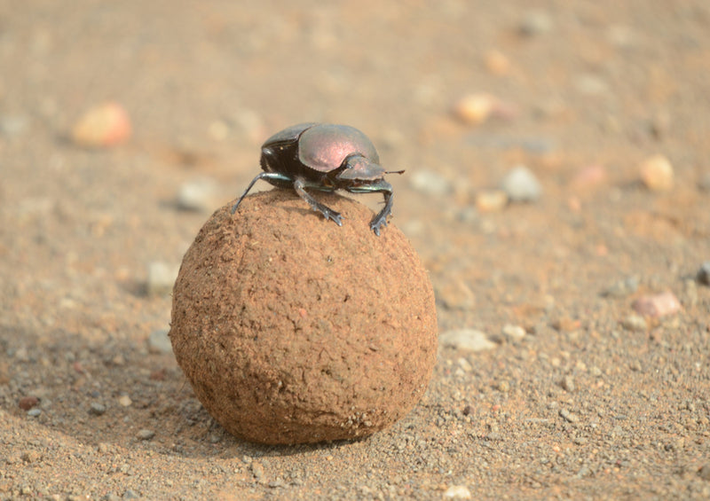 82984 Natur - Mistkäfer