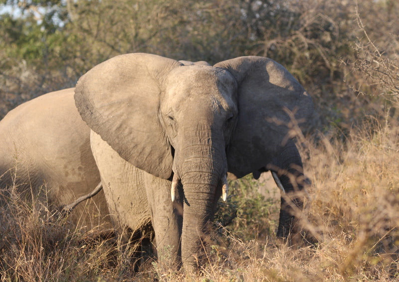 85391 Natur - Elefant