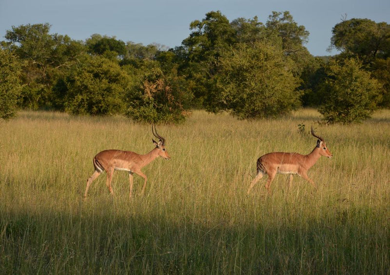 18298 Natur - Impala