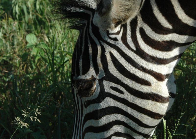 83147 Natur - Zebra