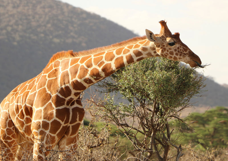 75854 Tierwelt - Giraffe