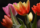 17015 Natur - Tulpe