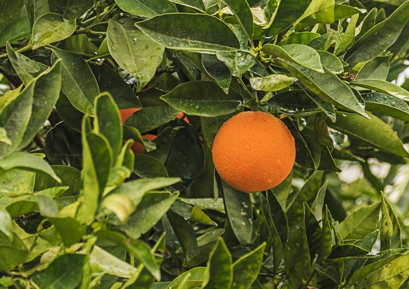 33124 Ernährung - Orangenbaum