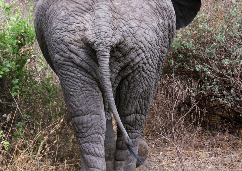 86889 Tierwelt - Elefant