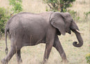86452 Natur - Elefant