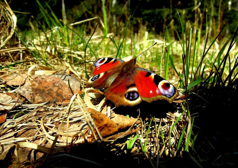 17180 Tierwelt - Schmetterling