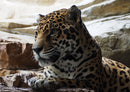 72664 Tierwelt - Jaguar