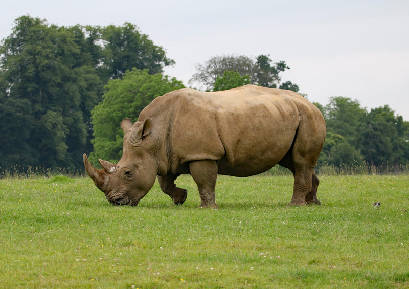 83768 Tierwelt - Nashorn