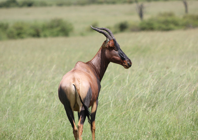 80878 Natur - Antilope