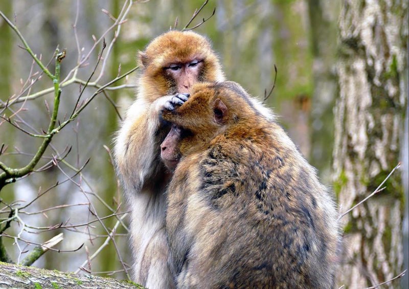 20027 Tierwelt - Affe im Baum