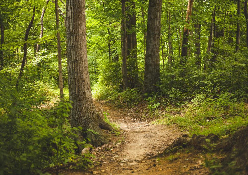 28804 Natur - Wald-Wanderweg