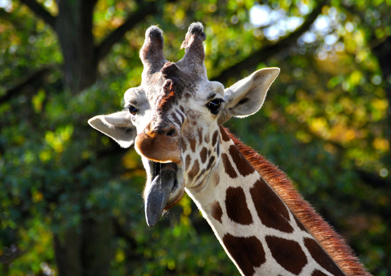77800 Tierwelt - Giraffe