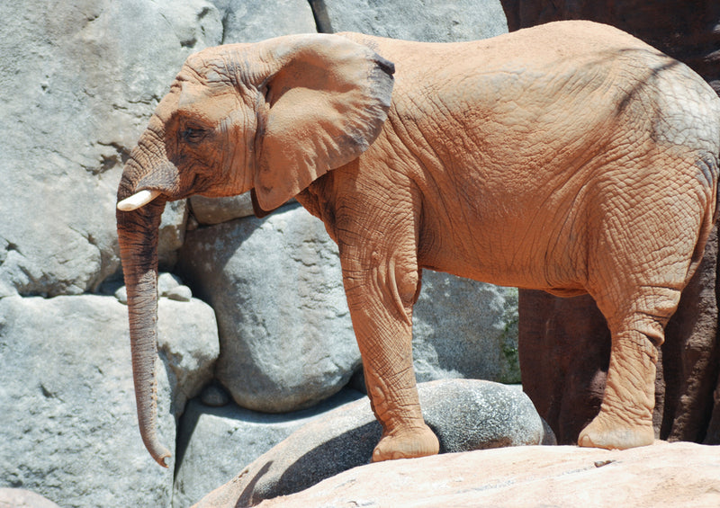 85912 Tierwelt - Elefant