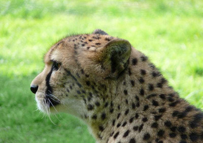 79711 Tierwelt - Gepard