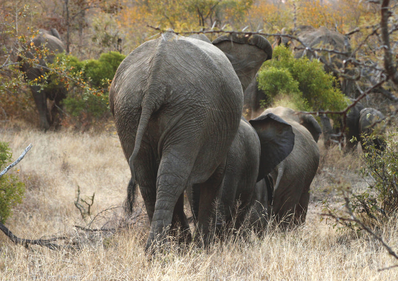 76647 Tierwelt - Elefanten