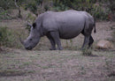 18299 Natur - Nashorn
