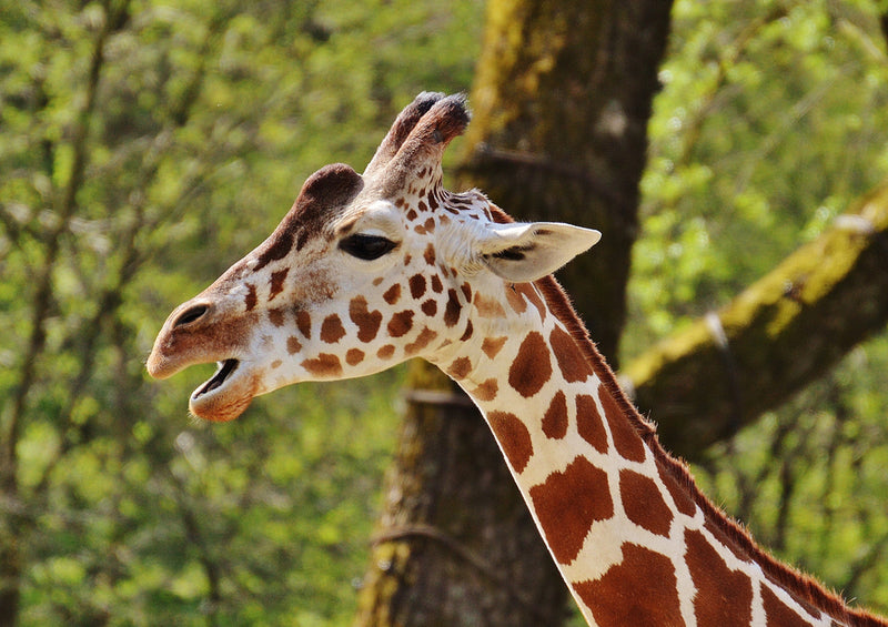 78492 Natur - Giraffe