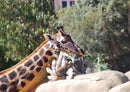 77893 Tierwelt - Giraffe