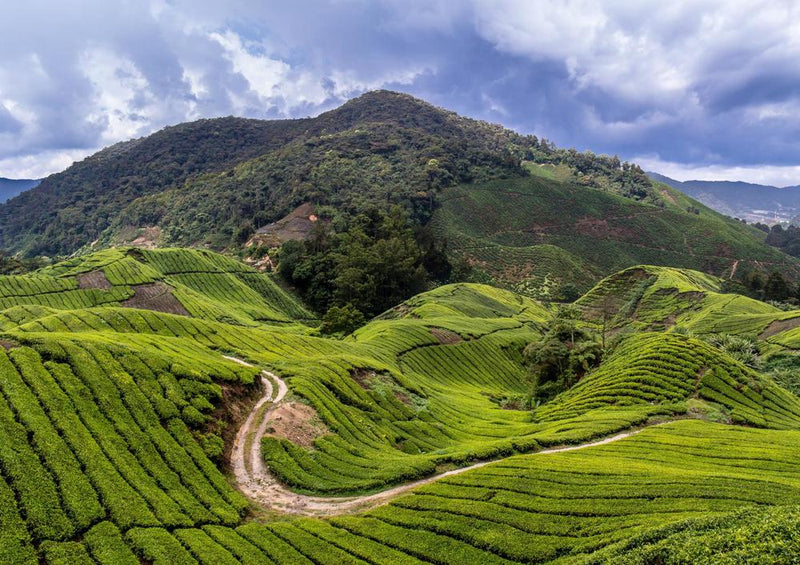 24242 Natur - Tee-Anbau in Malaysia