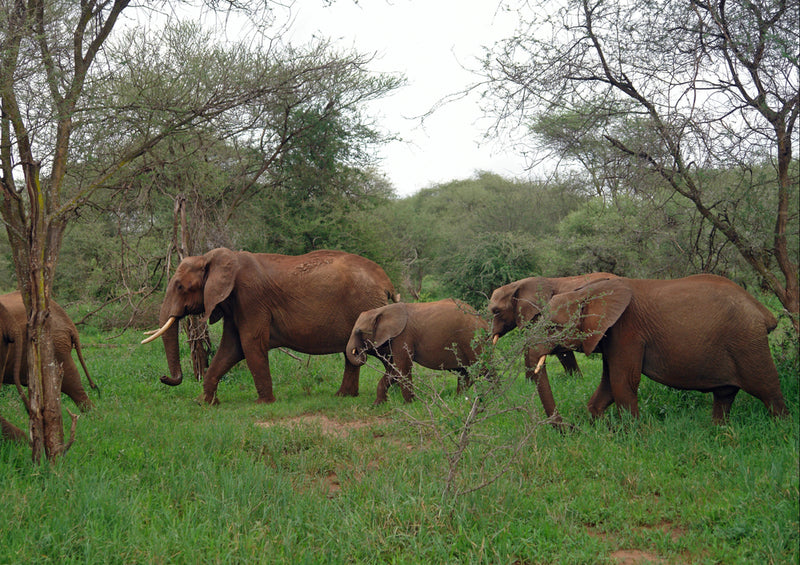 86823 Tierwelt - Elefanten