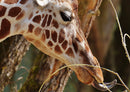 75038 Tierwelt - Giraffe