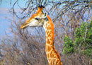 74968 Natur - Giraffe