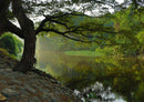 22460 Natur - Baum am Wasser