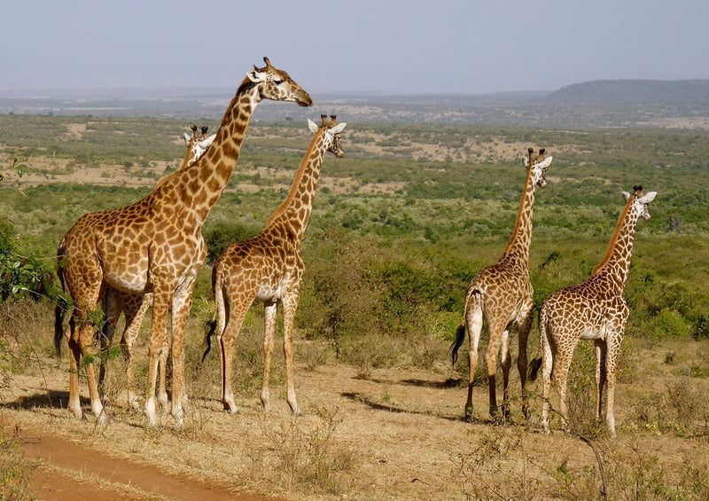 75116 Tierwelt - Giraffe