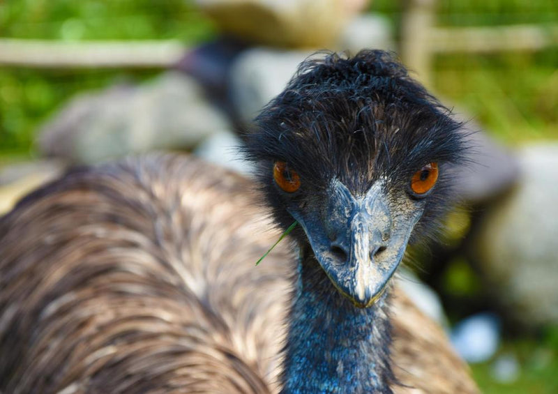 18307 Natur - Vogel