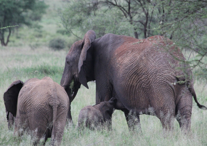 85151 Natur - Elefant