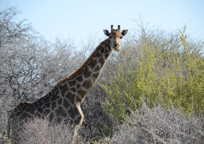 79649 Tierwelt - Giraffe