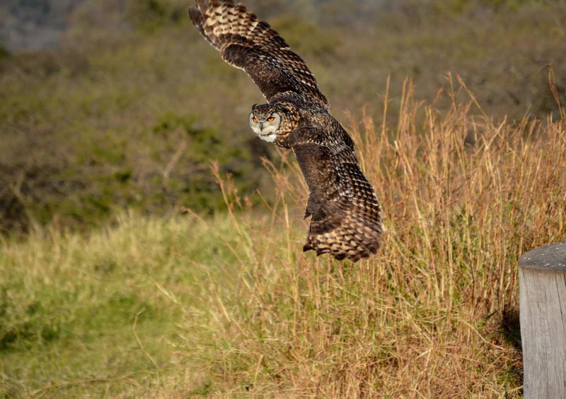 18273 Natur - Vogelflug