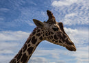 74308 Tierwelt - Giraffe