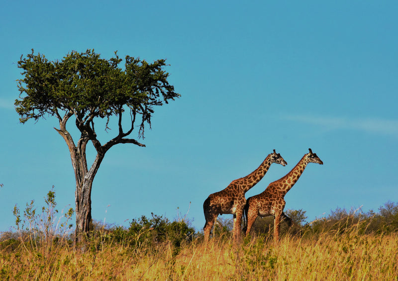 80366 Natur - Giraffen