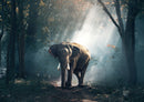 85763 Natur - Elefant
