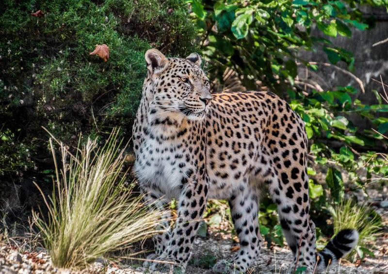 28744 Tierwelt - Persischer leopard