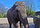 85814 Tierwelt - Elefant