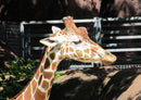 74339 Tierwelt - Giraffe