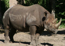 71242 Natur - Nashorn