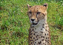 77329 Natur - Gepard