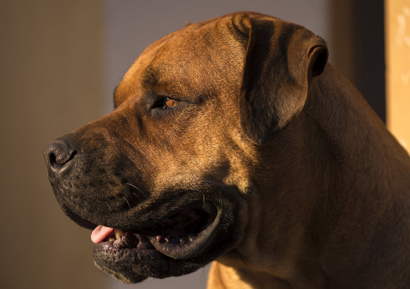 83806 Tierwelt - Boerboel