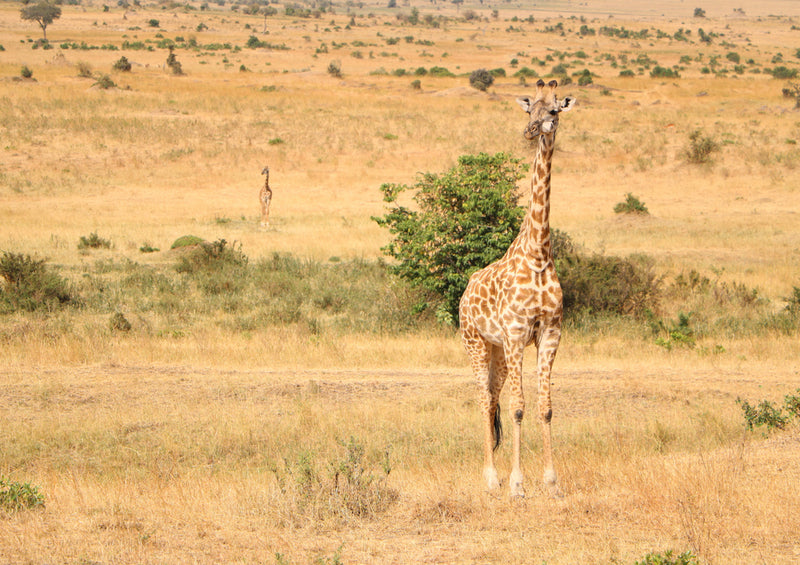 75988 Tierwelt - Giraffe