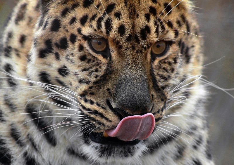 74864 Tierwelt - Leopard