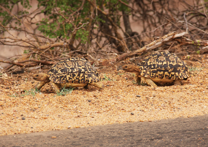 83711 Tierwelt - Schildkröte