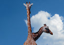 78226 Natur - Giraffen