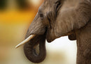71227 Natur - Elefant